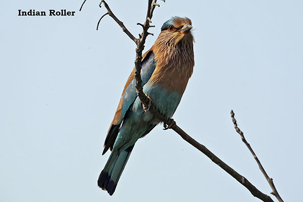 Indian Roller by Bob Cossins